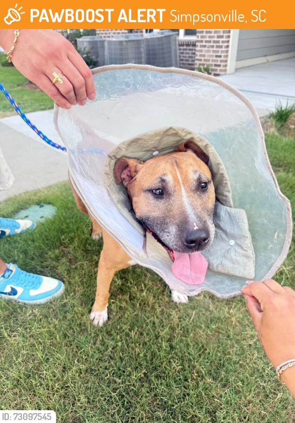 Found/Stray Unknown Dog last seen Waterleaf at Nelly ferry Simpsonville, Simpsonville, SC 29681