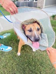 Found/Stray Unknown Dog last seen Waterleaf at Nelly ferry Simpsonville, Simpsonville, SC 29681