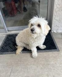 Found/Stray Unknown Dog last seen Wicker Ridge & Valley Dr 89108, Las Vegas, NV 89108