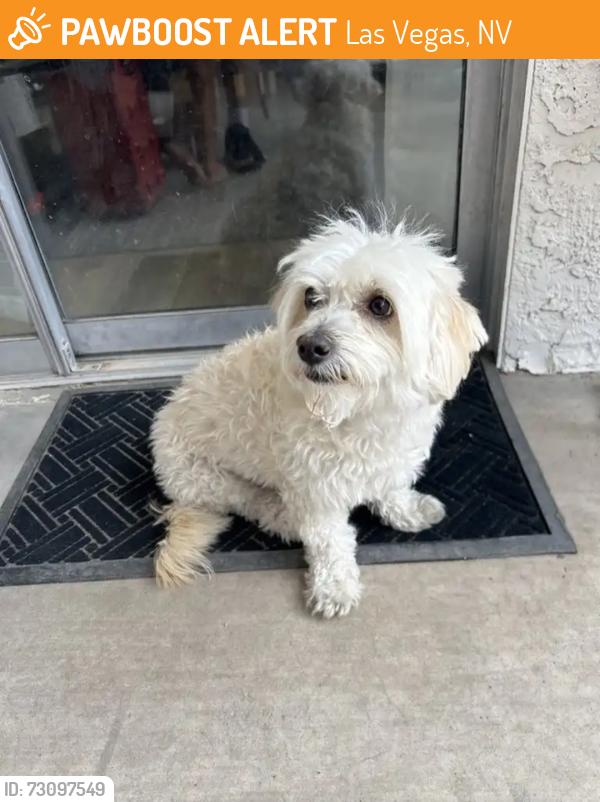 Found/Stray Unknown Dog last seen Wicker Ridge & Valley Dr 89108, Las Vegas, NV 89108