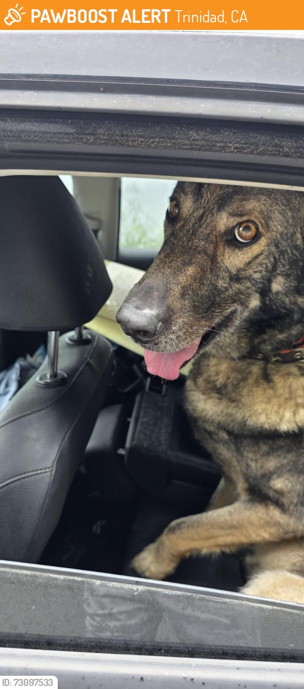 Found/Stray Male Dog last seen Moonstone beach, Trinidad, CA 95570