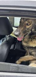 Found/Stray Male Dog last seen Moonstone beach, Trinidad, CA 95570