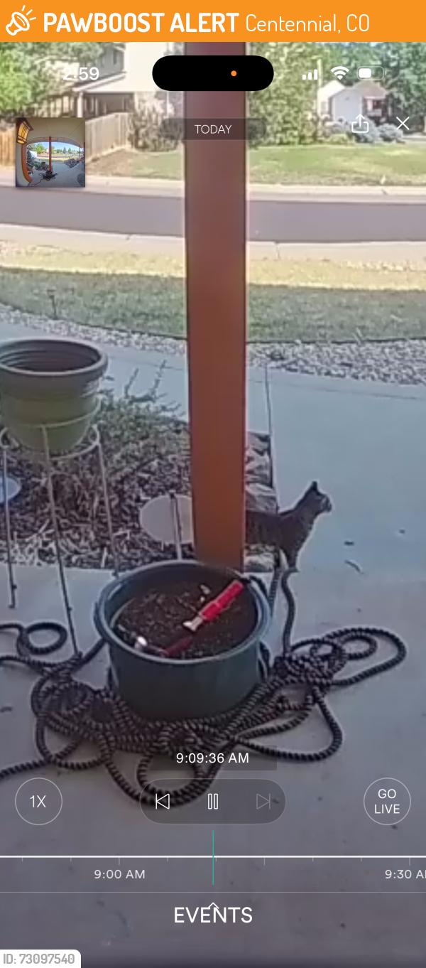Found/Stray Unknown Cat last seen West Dry Creek/University Forest Patk neighborhood, Centennial, CO 80122