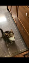 Reunited Female Cat last seen Drake Road, Kalamazoo, MI 49009