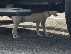 Reunited Unknown Dog last seen Here, Clearwater, FL 33759