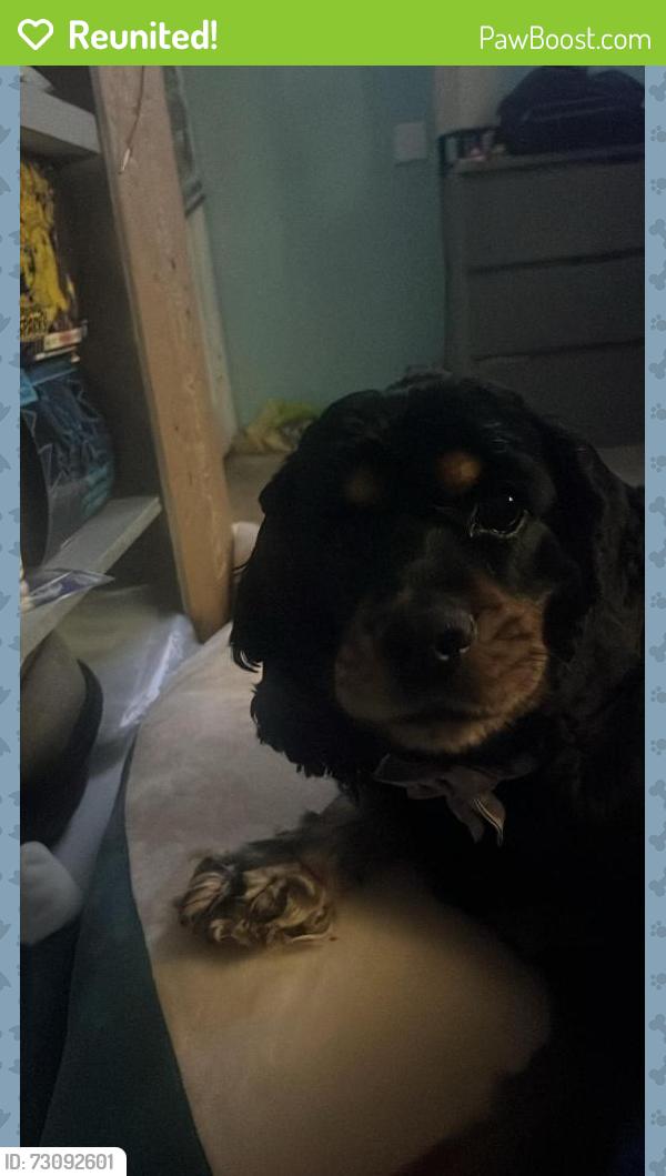 Reunited Female Dog last seen Near lantana drive orlando florida 32807, Orlando, FL 32807