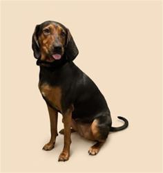 Shelter Stray Female Dog last seen COLLINS RD, 2020 Forest St, Jacksonville, FL 32204, USA