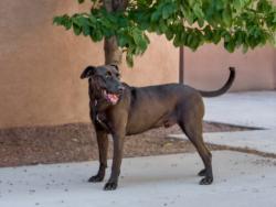 Shelter Stray Male Dog last seen Near BLOCK CAJA DEL RIO RD, SANTA FE NM 87507, 100 Caja Del Rio Rd, Santa Fe, NM 87507, USA