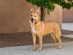 Shelter Stray Female Dog last seen Near BLOCK JOSHUA LN SANTA FE NM 87507, 100 Caja Del Rio Rd, Santa Fe, NM 87507, USA