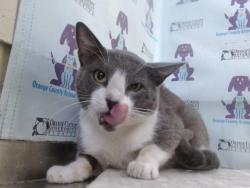 Shelter Stray Male Cat last seen , 2769 Conroy Rd, Orlando, FL 32839, USA