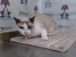 Shelter Stray Female Cat last seen , 2769 Conroy Rd, Orlando, FL 32839, USA