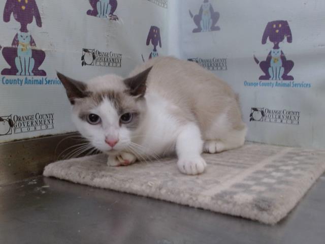 Shelter Stray Female Cat last seen , 2769 Conroy Rd, Orlando, FL 32839, USA