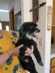 Found/Stray Female Dog last seen Hampshire court and 140th, Happy Valley, OR 97086