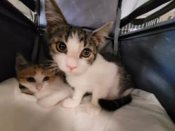 Shelter Stray Male Cat last seen , 957 N Gaffey St, San Pedro, CA 90731, USA