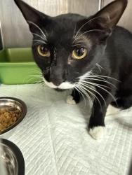 Shelter Stray Male Cat last seen Near BLK CALIFORNIA AV BAKERSFIELD,CA, 201 S Mt Vernon Ave, Bakersfield, CA 93307, USA