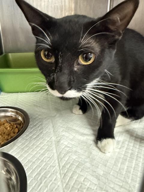 Shelter Stray Male Cat last seen Near BLK CALIFORNIA AV BAKERSFIELD,CA, 201 S Mt Vernon Ave, Bakersfield, CA 93307, USA