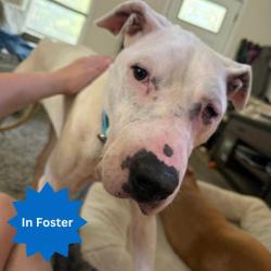 Shelter Stray Female Dog last seen Near, 2600 S Harding St, Indianapolis, IN 46221, USA
