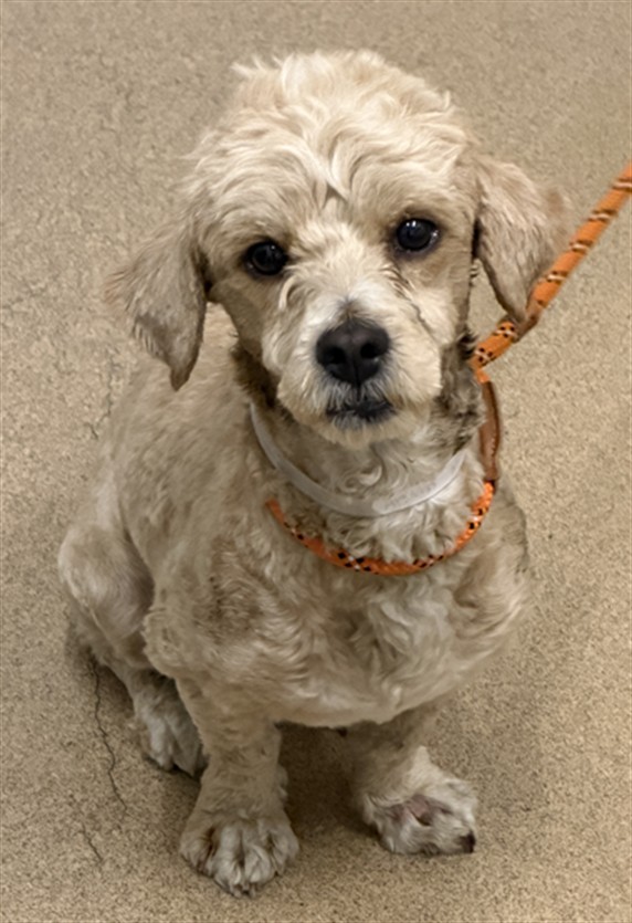 Shelter Stray Male Dog last seen MISSION/SYCAMORE, 16 Barnes Ct, Hayward, CA 94544, USA