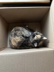 Lost Female Cat last seen Old Manchester Rd and Rt 482, 21157, Westminster, MD 21157