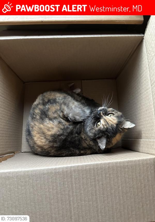 Lost Female Cat last seen Old Manchester Rd and Rt 482, 21157, Westminster, MD 21157