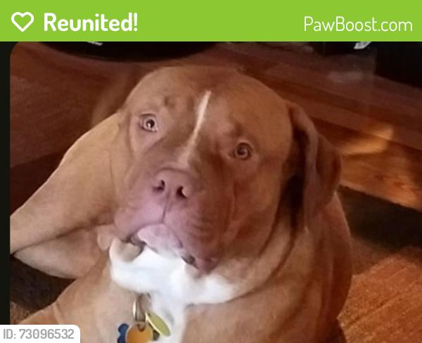 Reunited Male Dog last seen Brookhaven vet, Brookhaven, PA 19015