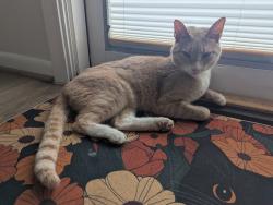 Reunited Male Cat last seen Southeast Outer Loop at the Houston Arboretum (29.759142, -95.449253), Houston, TX 77024