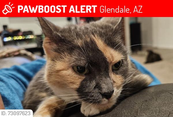 Lost Female Cat last seen El Mirage and Glendale, Glendale, AZ 85307