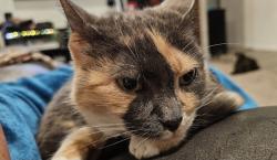 Lost Female Cat last seen El Mirage and Glendale, Glendale, AZ 85307