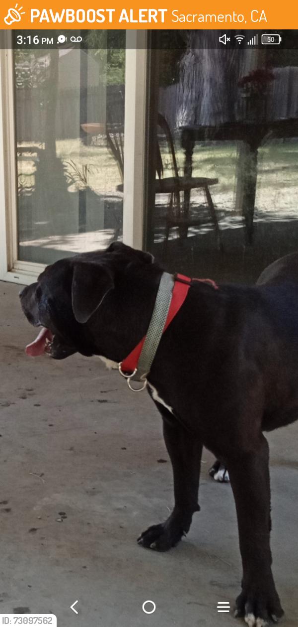 Found/Stray Male Dog last seen Kennedy high School, Sacramento, CA 95831