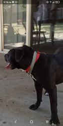 Found/Stray Male Dog last seen Kennedy high School, Sacramento, CA 95831