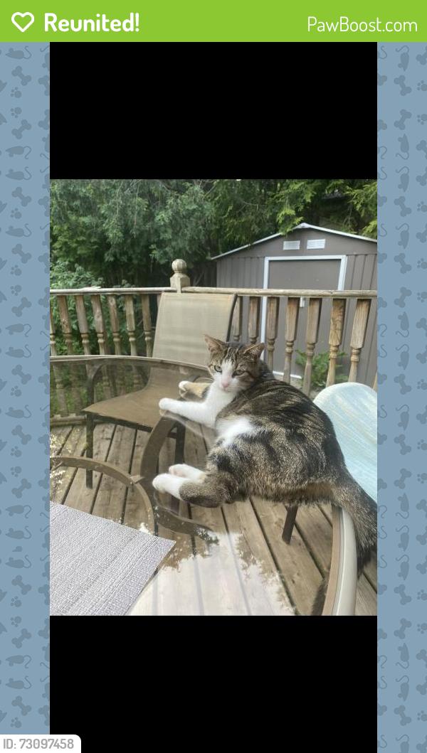 Reunited Female Cat last seen Near Paisley Blvd W, Mississauga, ON L5C 3P5, Canada, Mississauga, ON L5C 3P5