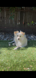 Lost Male Dog last seen Bass road, Kelseyville, CA 95451
