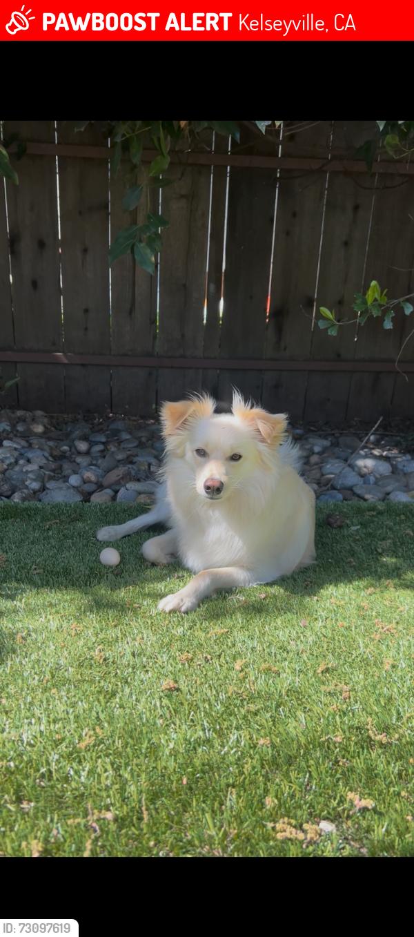 Lost Male Dog last seen Bass road, Kelseyville, CA 95451
