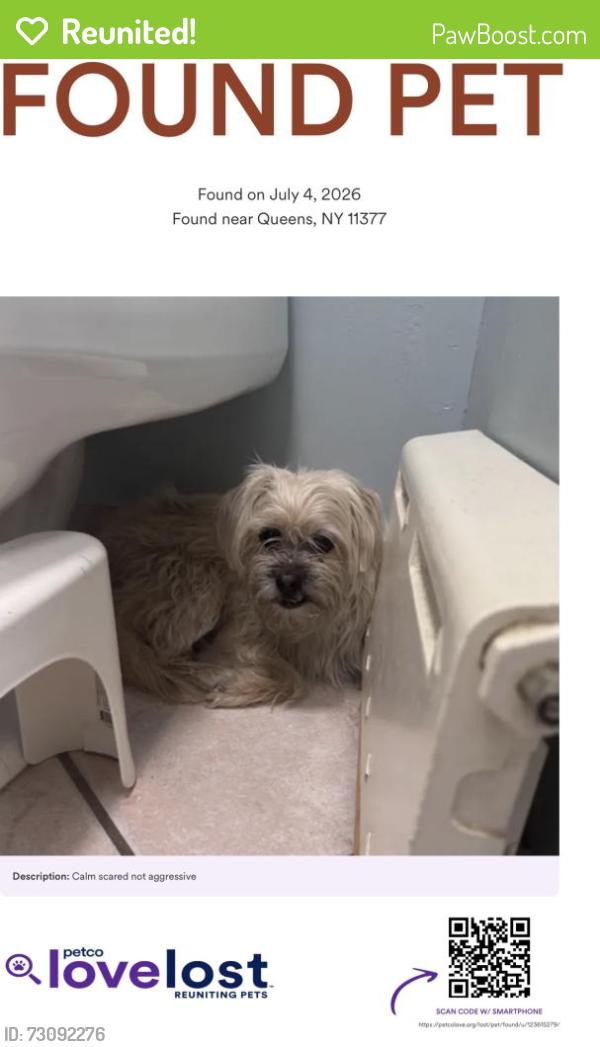 Reunited Female Dog last seen 80th ave, Queens, NY 11385