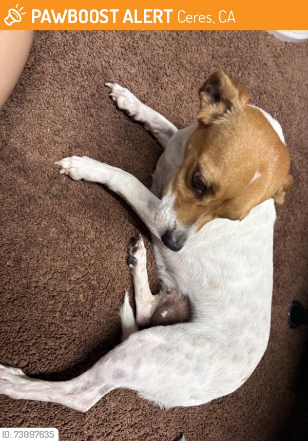 Found/Stray Female Dog last seen boothe rd, Ceres, CA 95358
