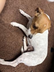Found/Stray Female Dog last seen boothe rd, Ceres, CA 95358