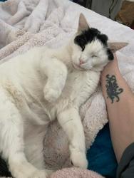 Lost Male Cat last seen El mirage and Glendale, Glendale, AZ 85307
