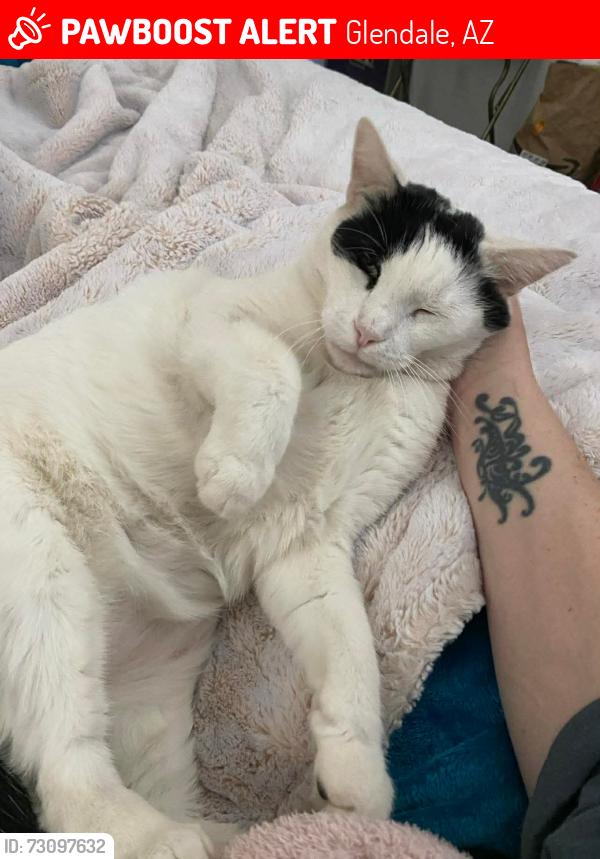 Lost Male Cat last seen El mirage and Glendale, Glendale, AZ 85307