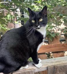 Reunited Male Cat last seen 8th and depew, Lakewood, CO 80214