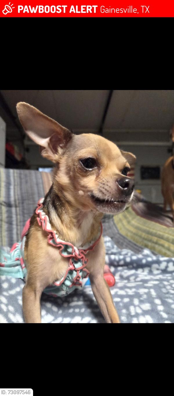 Lost Female Dog last seen County Road 151 and Radio Hill Road, Gainesville, TX 76240