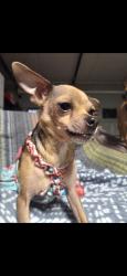 Lost Female Dog last seen County Road 151 and Radio Hill Road, Gainesville, TX 76240