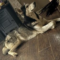 Reunited Female Dog last seen Highway 78 , Center Point Rd, GA 30179