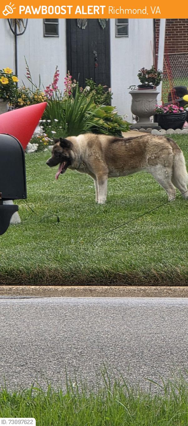 Found/Stray Unknown Dog last seen Thornhurst St and Glinhurst Rd, Richmond, VA 23223