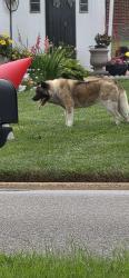 Found/Stray Unknown Dog last seen Thornhurst St and Glinhurst Rd, Richmond, VA 23223