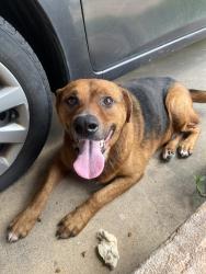 Found/Stray Male Dog last seen Cowboys gas station, Haltom City, TX 76117