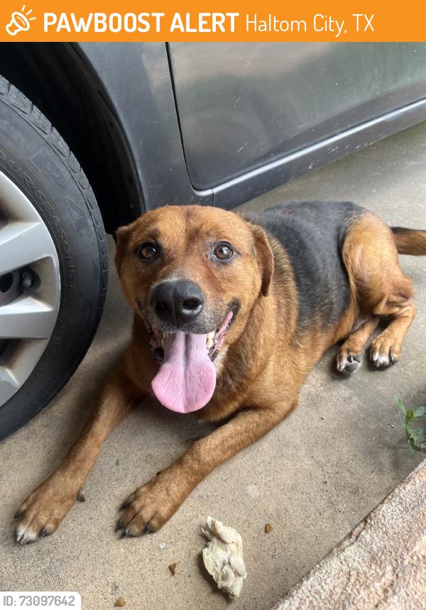 Found/Stray Male Dog last seen Cowboys gas station, Haltom City, TX 76117