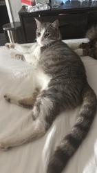 Lost Male Cat last seen Kalmia and Moreno beach, Moreno Valley, CA 92557
