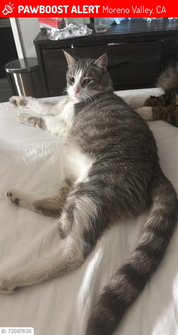 Lost Male Cat last seen Kalmia and Moreno beach, Moreno Valley, CA 92557