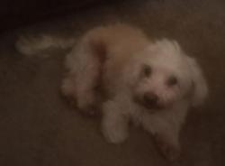Found/Stray Unknown Dog last seen Messa ave & Kempster ave, Fontana, CA 92335