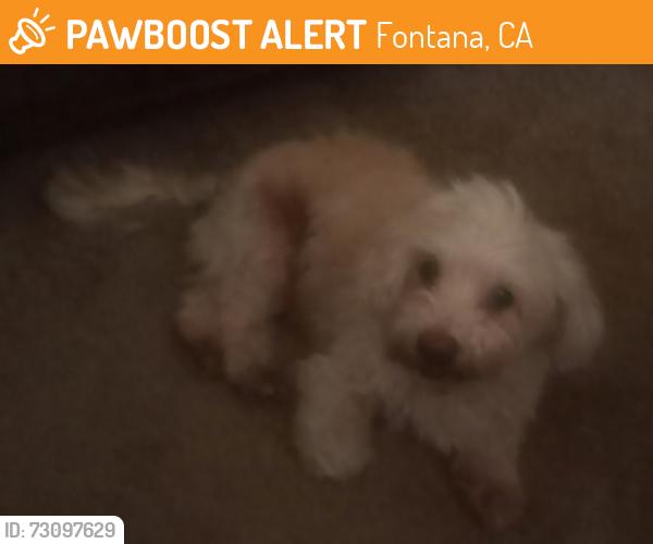 Found/Stray Unknown Dog last seen Messa ave & Kempster ave, Fontana, CA 92335